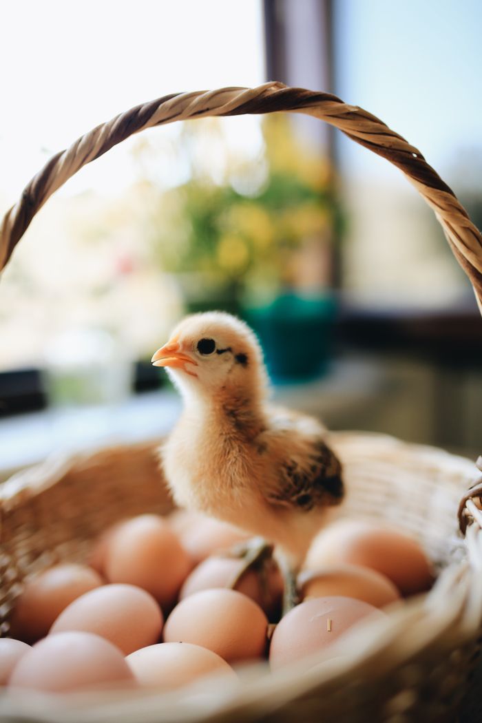 Cute baby chick standing on fresh eggs in a rustic basket, capturing nature's charm.