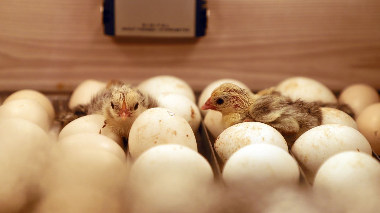 Intimate view of baby chicks emerging from eggs in a wooden incubator.