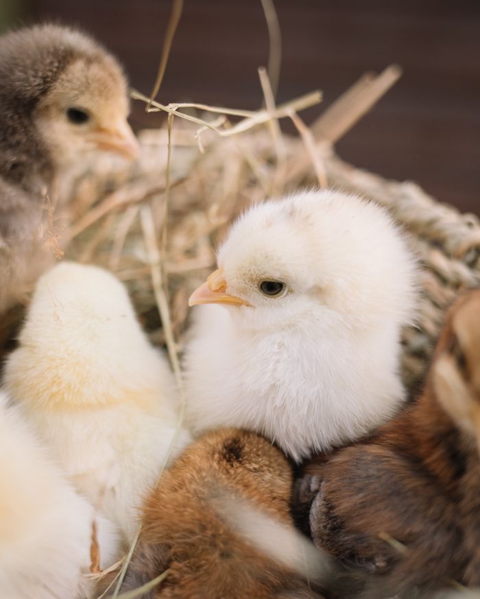 A group of adorable fluffy chicks nestled in a cozy basket, perfect for animal and nature themes.