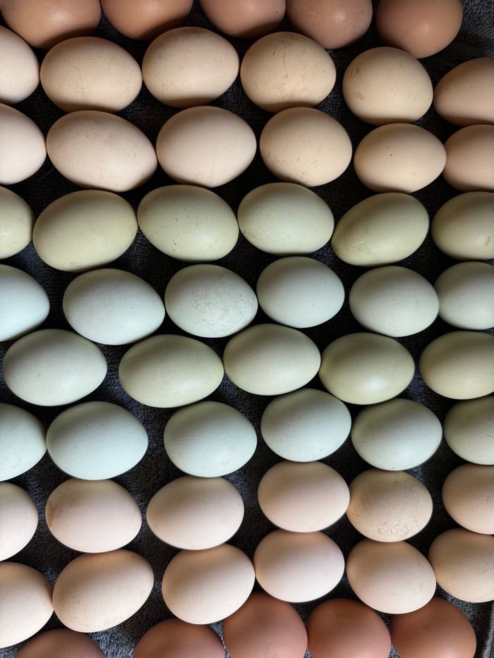 Top view of variously colored farm fresh eggs arranged in rows.