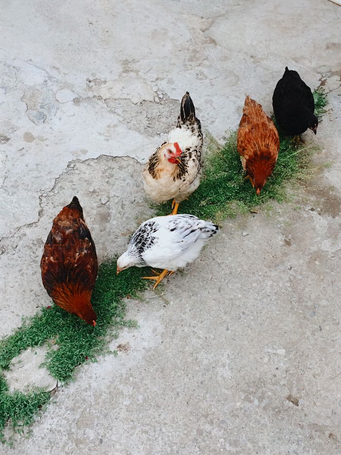 Five diverse chickens pecking on a patch of grass over concrete.