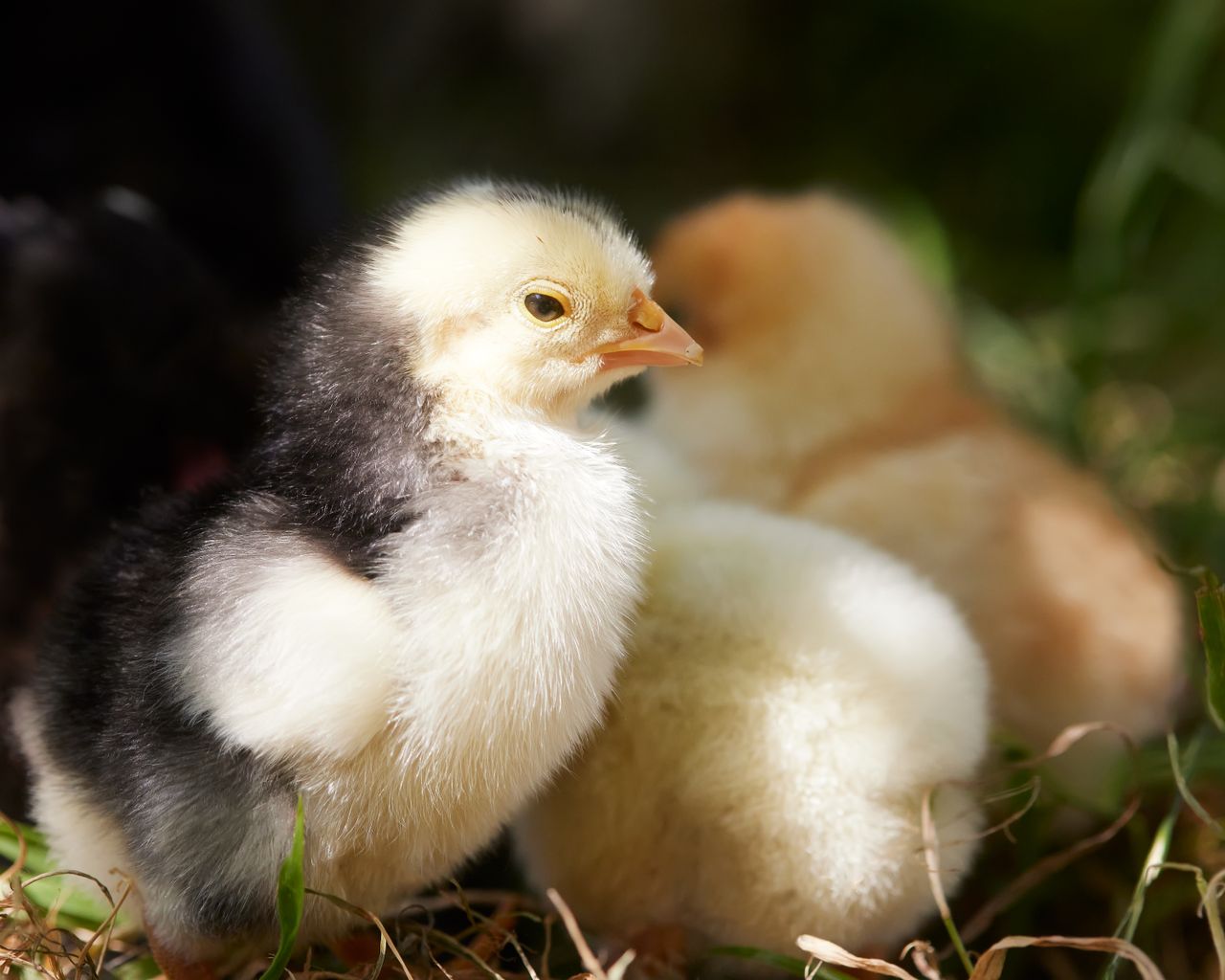 Adorable fluffy chicks basking in the warm spring sunlight outdoors on the grass.