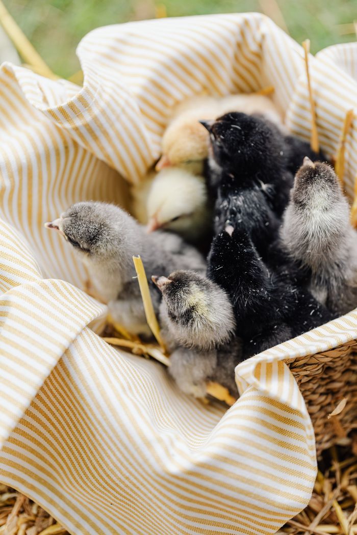 A close-up of adorable chicks nestled in a wicker basket on straw bedding.
