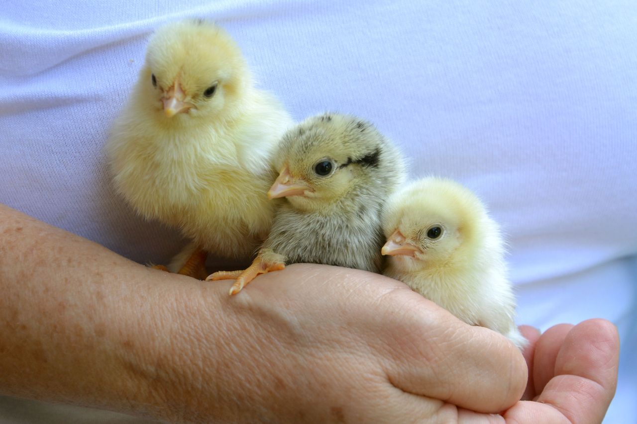 Three adorable baby chicks nestled in a hand, showcasing a tender moment.
